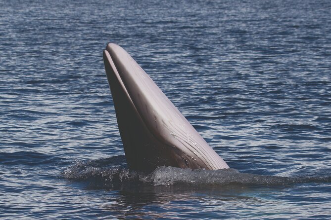 NEW Lagos-Watching Dolphins and Benagil Cave with Biologists - Benagil and Dolphins in One Boat Ride: What You Get for $72.59