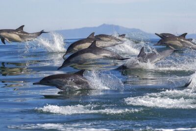 NEW Lagos-Watching Dolphins and Benagil Cave with Biologists - Meeting at Bom Dia Boat Trips Marina de Lagos: Timing and First-Minute Reality Check
