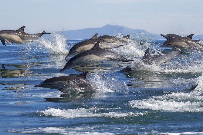 NEW Lagos-Watching Dolphins and Benagil Cave with Biologists - Meeting at Bom Dia Boat Trips Marina de Lagos: Timing and First-Minute Reality Check