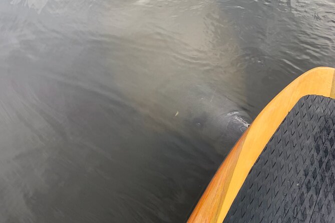New Smyrna Dolphin and Manatee Kayak and SUP Adventure Tour - Key things to know before you go