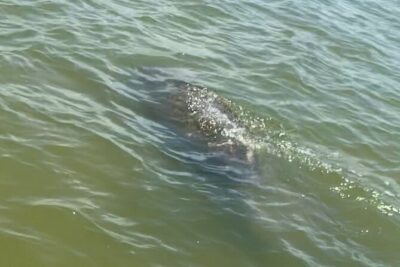 New Smyrna Dolphin and Manatee Kayak and SUP Adventure Tour - The 2-hour rhythm: relaxing paddling plus guided scanning
