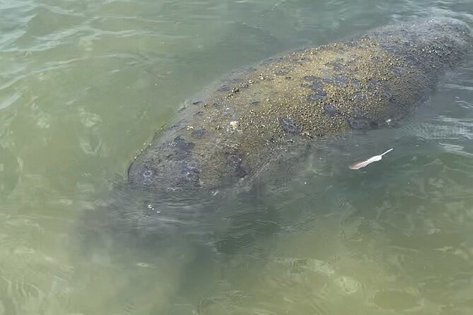 New Smyrna Dolphin and Manatee Kayak and SUP Adventure Tour - The guide matters: Michael, Spence, and Fletcher in the spotlight
