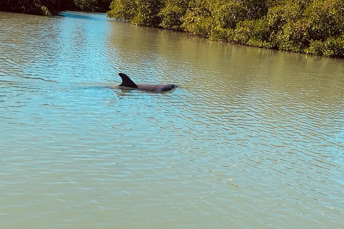 New Smyrna Dolphin and Manatee Kayak and SUP Adventure Tour - Weather, routing, and why your scenery might change