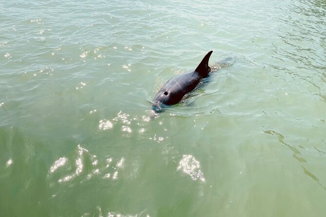 New Smyrna Dolphin and Manatee Kayak and SUP Adventure Tour - Price and value: is $65 a fair trade for two hours?