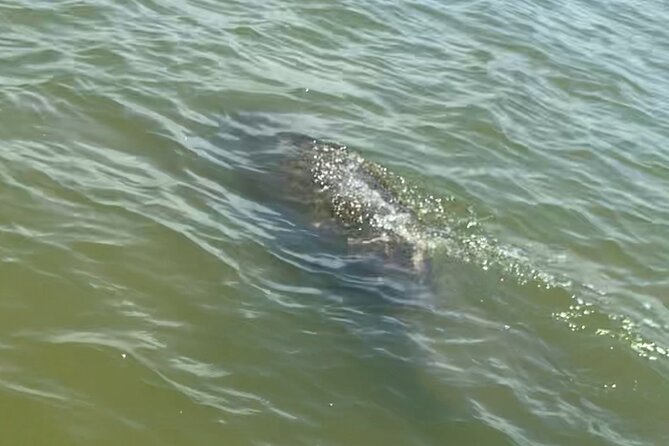 New Smyrna Dolphin and Manatee Kayak and SUP Adventure Tour - The 2-hour rhythm: relaxing paddling plus guided scanning