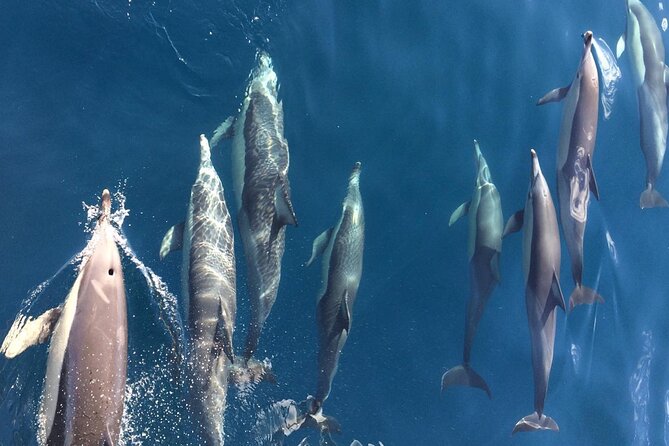 Newcastle: Port Stephens day tour. Dolphins, hike, swim. - Price and value: what $169 gets you in real terms