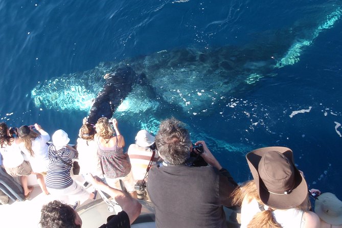 Newport Beach: Whale and Dolphin-Watching Cruise - Entering Newport Beach waters: why this cruise feels easier
