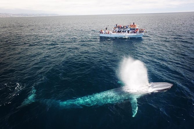 Newport Beach: Whale and Dolphin-Watching Cruise - What you might see: whales, dolphins, seals, and seasonal odds