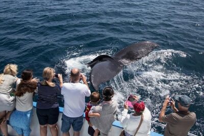 Newport Beach: Whale and Dolphin-Watching Cruise - The 150-minute route: Balboa Island, Corona del Mar, and the coast views