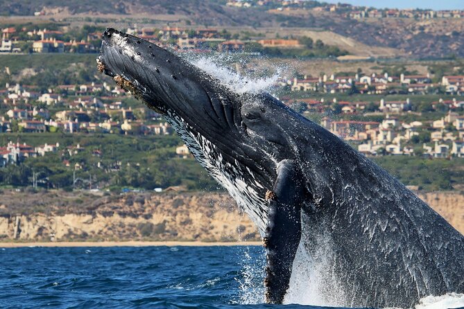 Newport Beach: Whale and Dolphin-Watching Cruise - Price and value: is $30 worth it?