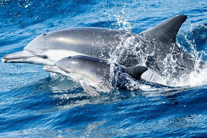 Newport Beach: Whale and Dolphin-Watching Cruise - Practical tips: binoculars, layers, and motion management
