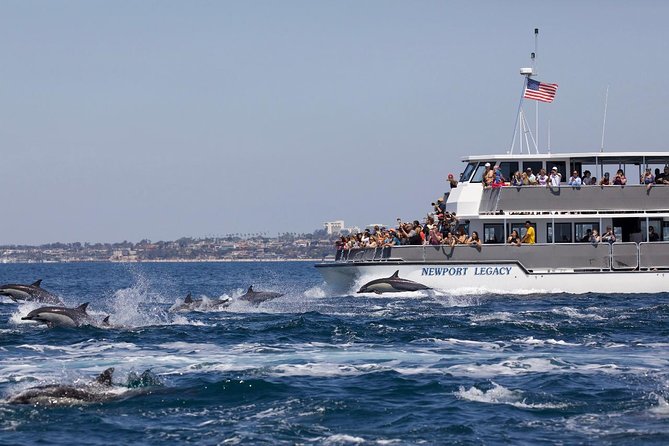 Newport Beach: Whale and Dolphin-Watching Cruise - Should you book the Newport Beach whale and dolphin cruise?