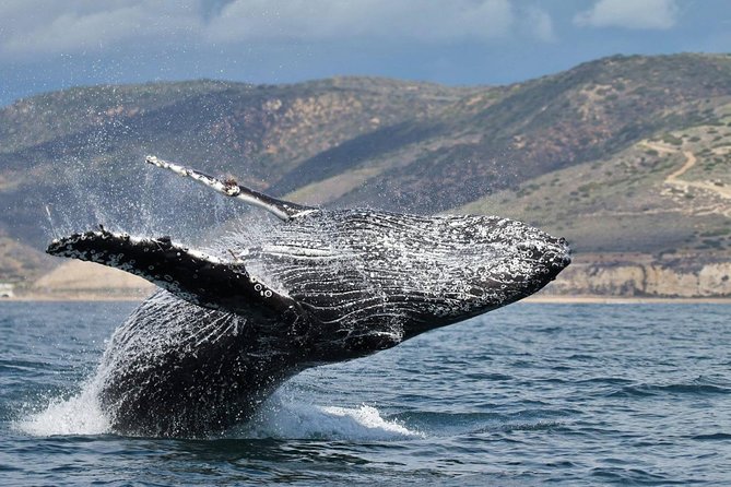 Newport Beach: Whale and Dolphin-Watching Cruise - FAQ