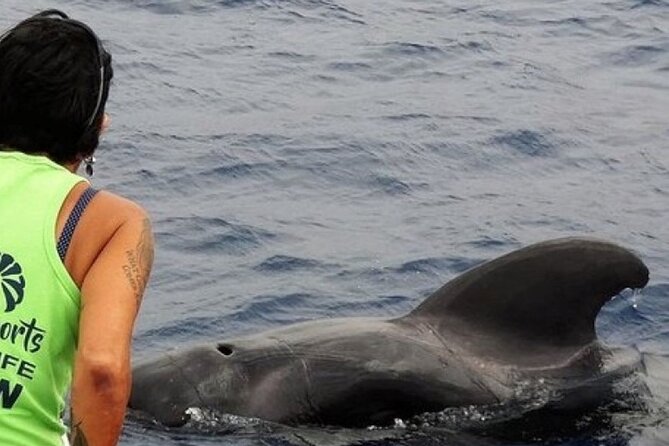 No chase Whale & Dolphin tour putting Marine Life first - we care - Tenerife whale and dolphin watching, but with rules that make sense
