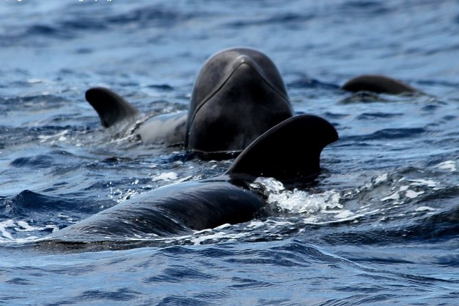 No chase Whale & Dolphin tour putting Marine Life first - we care - The Bahriyeli gulet experience: what 2 hours feels like