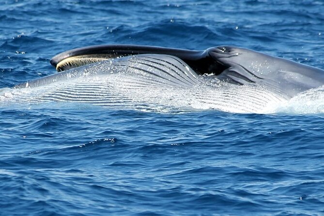 No chase Whale & Dolphin tour putting Marine Life first - we care - What the crew does on board (and how to get the most from it)