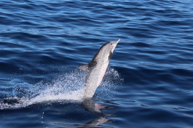 No chase Whale & Dolphin tour putting Marine Life first - we care - Comfort, seating, and the small practical stuff that changes your day