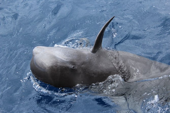 No chase Whale & Dolphin tour putting Marine Life first - we care - The one risk to plan for: wildlife sightings are a variable
