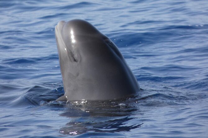 No chase Whale & Dolphin tour putting Marine Life first - we care - Your wildlife viewing advantage: the strict no-chase policy