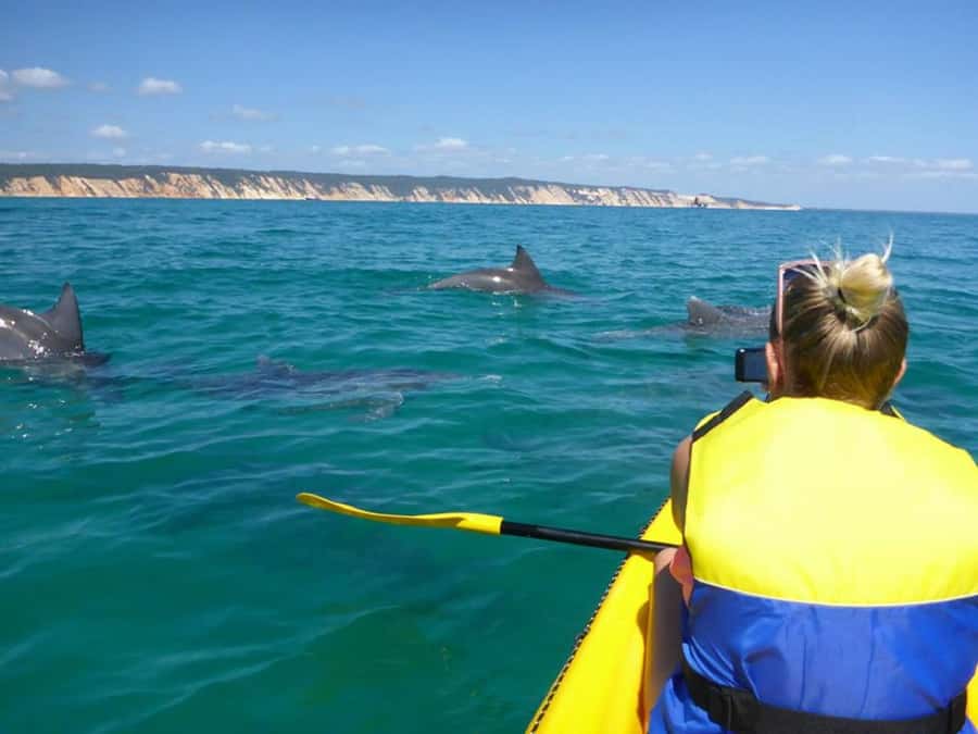 Noosa: Epic Ocean Kayak with Dolphins & 4WD Beach Adventure - Key points worth knowing