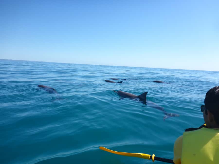 Noosa: Epic Ocean Kayak with Dolphins & 4WD Beach Adventure - Double Island Point and the lighthouse: the view from the water