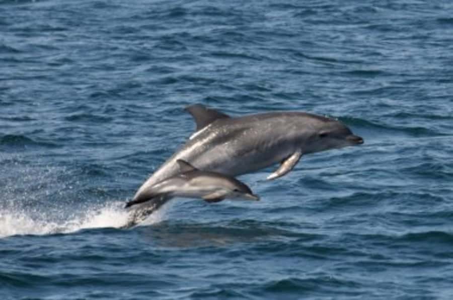 Noosa: National Park and Dolphin Watching Safari - Noosa National Park coast: where the scenery supports the search