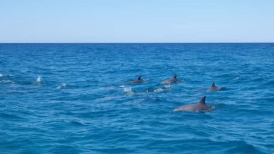 Noosa: Noosa Ocean Adventure with Dolphin Watching - Getting started at Noosa Ocean Adventures: the briefing sets expectations