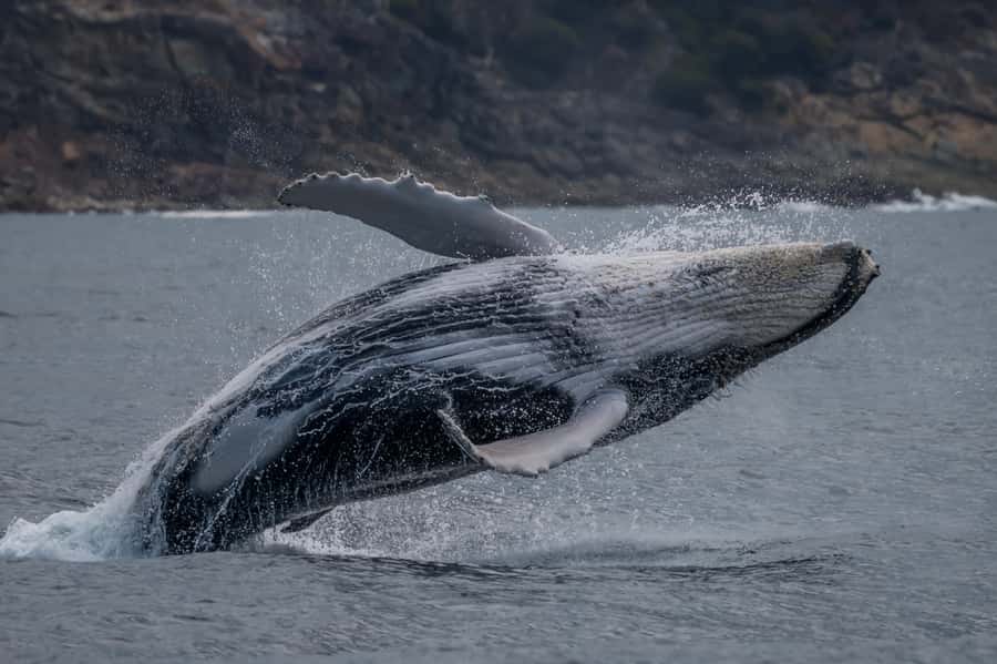 Noosa: Noosa Ocean Adventure with Dolphin Watching - What the 90 minutes actually feels like