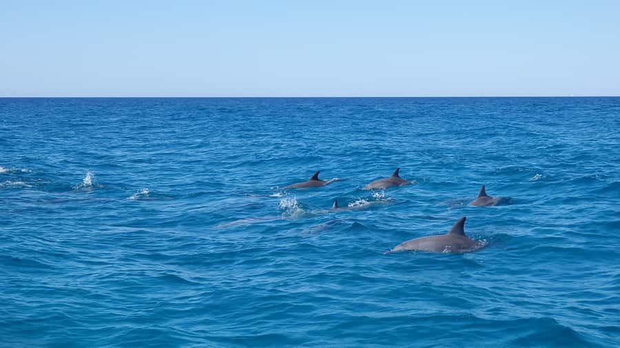 Noosa: Noosa Ocean Adventure with Dolphin Watching - Getting started at Noosa Ocean Adventures: the briefing sets expectations