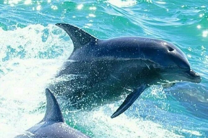 Noosa ocean adventure & Dolphin safari. - Noosa River stop: the calmer start with real scenery