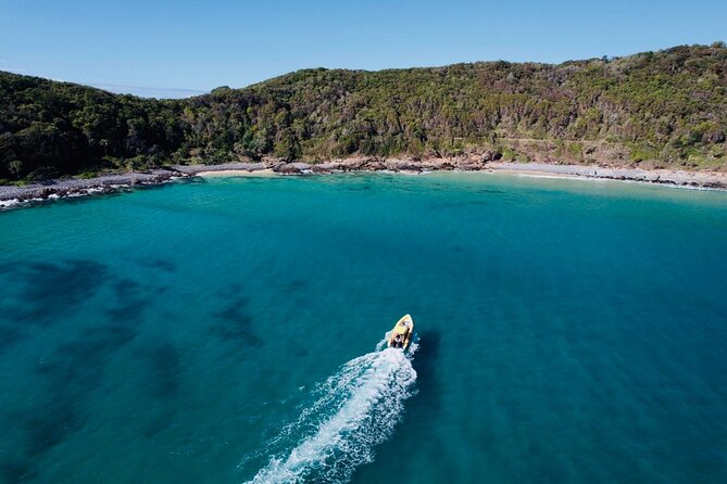 Noosa ocean adventure & Dolphin safari. - Dolphin safari time: what to expect when the wildlife shows up