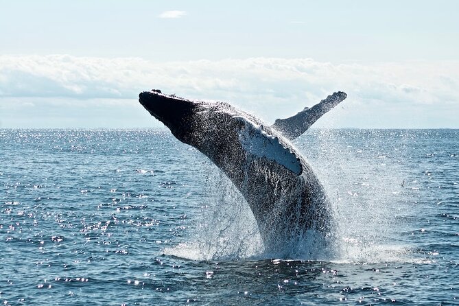 Noosa Ocean Adventures: Dolphins - Price and value: is $64.55 a good deal?