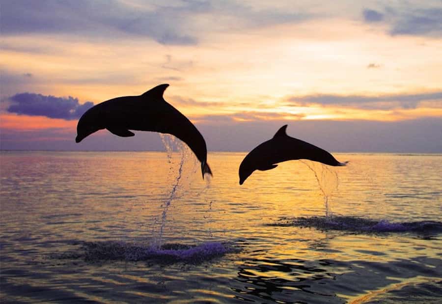 North Bali: Dolphin, Ulun Danu Temple, & Banyumala Waterfall - Lovina Beach sunrise boat: timing, comfort, and real ocean time