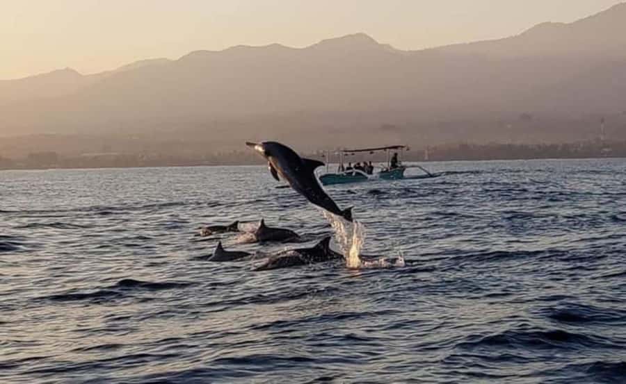 North Bali : Sunrise Dolphin Trip at Lovina Beach - Dolphin watching ethics: the one concern you shouldn’t ignore