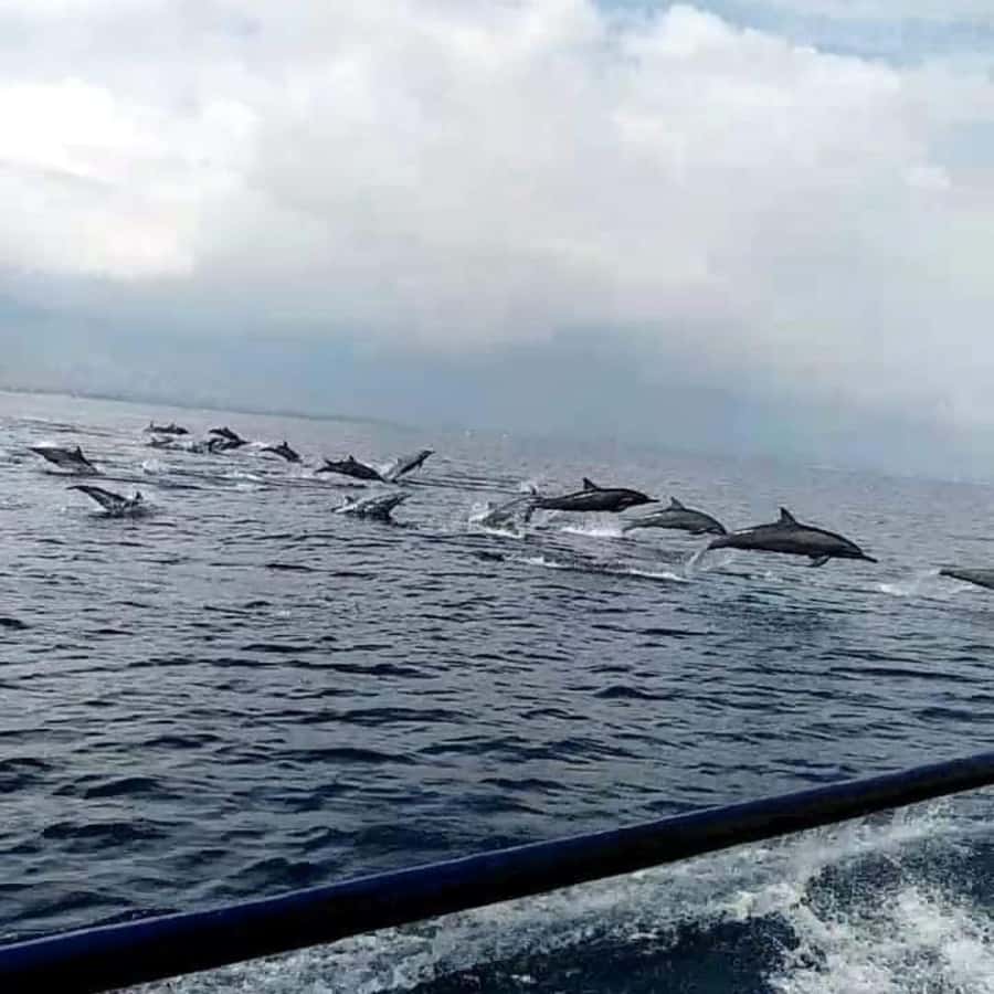 North Bali : Sunrise Dolphin Trip at Lovina Beach - Aling-Aling waterfall option: slides, jumps, swimming, and a local-guided feel