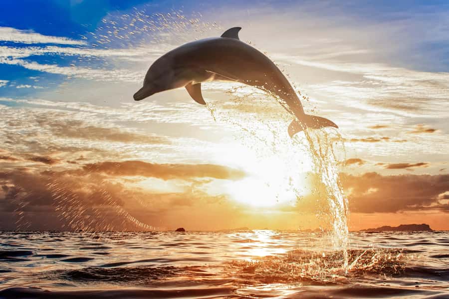 North Bali: Sunrise Tour with Dolphins, Waterfalls & Temples - Should You Book North Bali Sunrise Dolphins, Waterfalls & Temples?