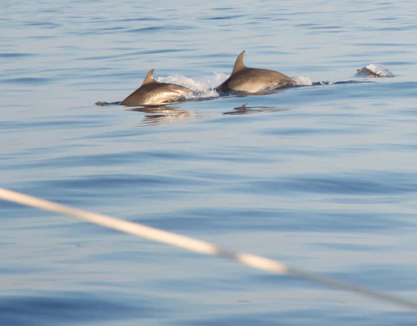 North Coast Dolphins Sunrise Adventure Tour - Seasickness and swimming limits: the only real drawback