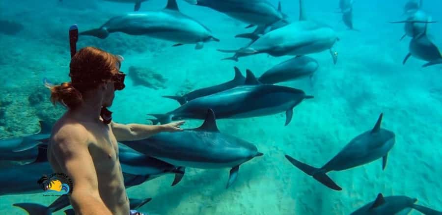 Nungwi: Mnemba Atoll Dolphins Tour with Snacks | Half-day - Key Points at a Glance