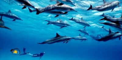 Nungwi: Mnemba Atoll Dolphins Tour with Snacks | Half-day - Dolphin searching and swimming: how to enjoy it without getting swept up