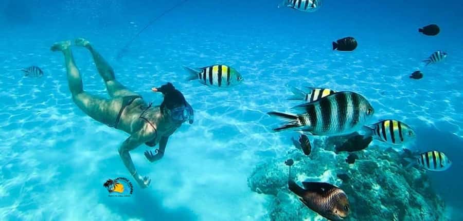 Nungwi: Mnemba Atoll Dolphins Tour with Snacks | Half-day - Timing, pickup, and getting back to your beach without stress