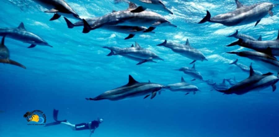 Nungwi: Mnemba Atoll Dolphins Tour with Snacks | Half-day - Dolphin searching and swimming: how to enjoy it without getting swept up