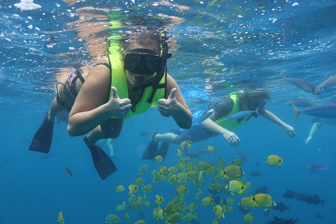 Oahu Dolphin and Snorkel Tour with Waikiki Pickup & Lunch - Dolphin Spotting in Wild Waters: What the West Oahu Cruise Does Right