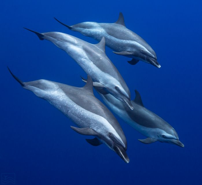 Oahu: Dolphin Swim and Turtle Snorkel Excursion in Waianae - Key things to know before you go