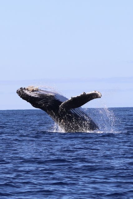 Oahu: Dolphin Swim and Turtle Snorkel Excursion in Waianae - Why Waianae works for dolphin and turtle time