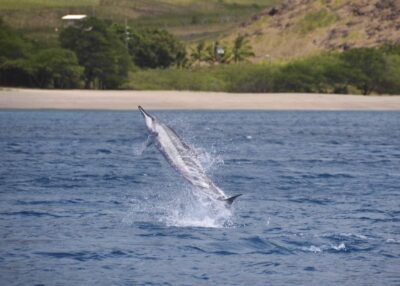 Oahu: Dolphin Swim and Turtle Snorkel Excursion in Waianae - The boat ride: how a 32-foot search session feels