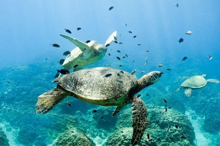 Oahu: Dolphin Swim and Turtle Snorkel Excursion in Waianae - What snorkeling in Waianae bays is really like