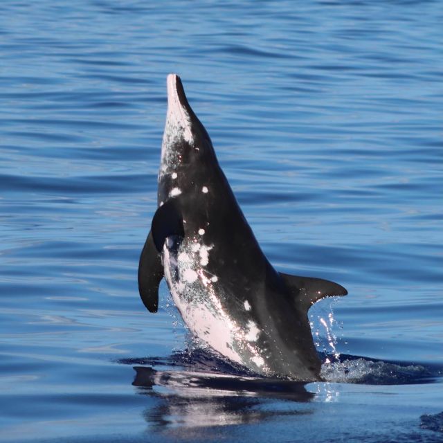 Oahu: Dolphin Swim and Turtle Snorkel Excursion in Waianae - Dolphins and whales: the wild reality behind the checklist