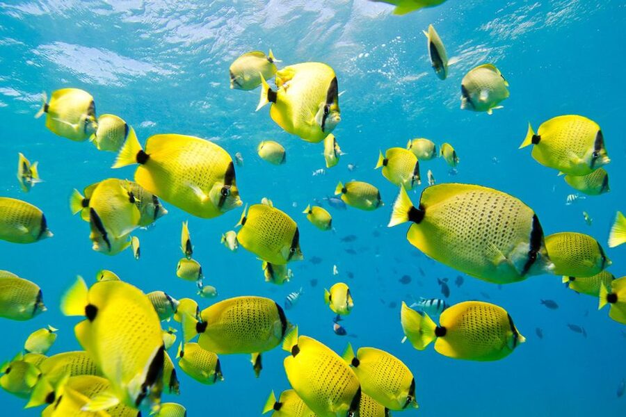 Oahu: Dolphin Swim and Turtle Snorkel Excursion in Waianae - Lunch and comfort: value beyond the headline animals