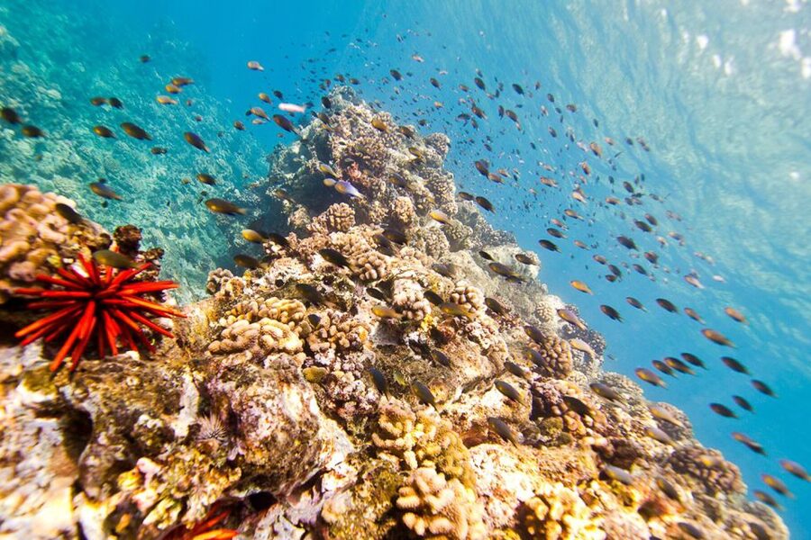 Oahu: Dolphin Swim and Turtle Snorkel Excursion in Waianae - Pickup and timing: why your day starts earlier than you think