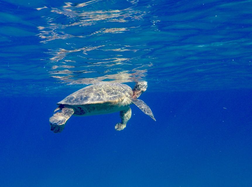Oahu: Dolphin Swim and Turtle Snorkel Excursion in Waianae - Who should book it, and who should skip it